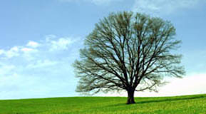 sustainability